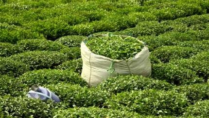 افزایش ۱۱ درصدی تولید برگ سبز چای افزایش ۱۱ درصدی تولید برگ سبز چای