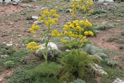توسعه کشت آنغوزه در سیروان توسعه کشت آنغوزه در سیروان