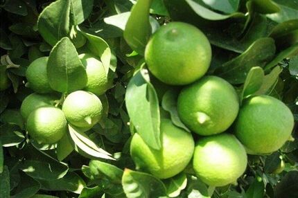 رودان میزبان چهارمین جشنواره ملی لیمو و دومین جشنواره ملی خرما رودان میزبان چهارمین جشنواره ملی لیمو و دومین جشنواره ملی خرما